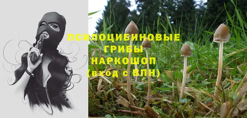 Псилоцибиновые грибы Psilocybe  купить закладку  Краснокамск 